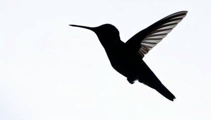 Obraz premium Hummingbird Silhouette Wings Against Light