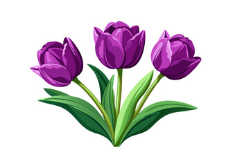 pink tulips isolated on white