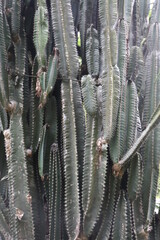 Euphorbia Candelabrum Tree Green Spiked Columns, Natural Texture, Botanical Specimen
