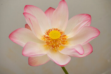 stamen of lotus flower isolated, stunning close-up showcases a vibrant pink lotus flower with a...