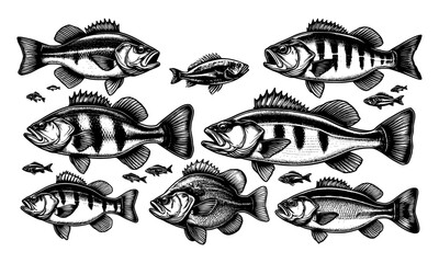 set of predator fish, bassfish lineart isolated on white