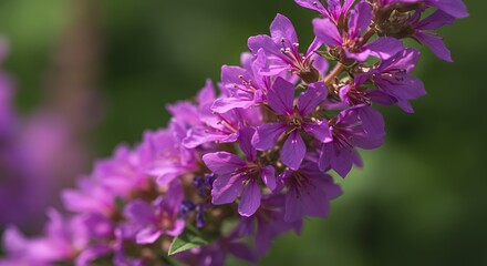 Fototapeta premium Blooming Purple Flowers Close Up on Branch in Natural Light