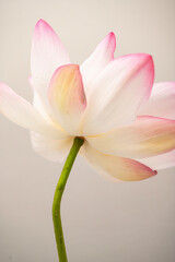 closeup beautiful water Lotus plant in pond, Pink lotus flower inside the lotus pond, beauty soft petal blooming fresh pink lotus soft petals flower circle green leaves background.