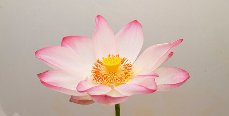 stamen of lotus flower isolated, stunning close-up showcases a vibrant pink lotus flower with a...