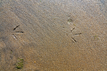 ruff (Philomachus pugnax) leg prints on sand