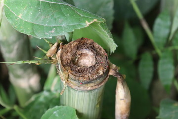 Close Up of Cut Bamboo Stalk End with Green Leaves in Outdoor Environment