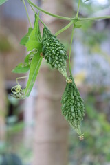 Close Up of Green Bitter Melons Hanging on Vine in Natural Light Outdoors