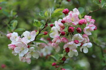 White and pink blossom on an apple tree in spring