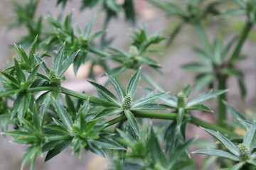 Closeup Eryngium foetidum, Cilantro, Culantro plant with spiked leaves and flower buds