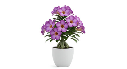 Succulent plant adenium on a white background