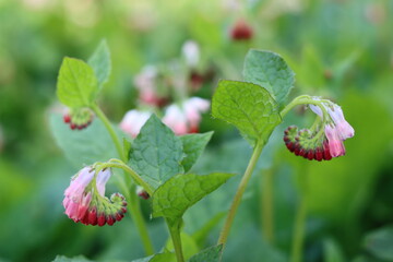 Close up of comfrey flowers