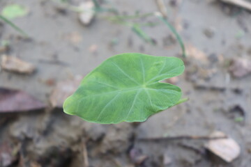 Closeup View of Green Taro Leaf Growing in Soil, Featuring Veins & Edge Details