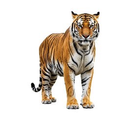 Fototapeta premium Majestic Tiger Standing Isolated on White Background
