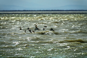 Spring migrations of ruff (Philomachus pugnax) over a shallow lake. Flocks fly over muddy water on a windy day. Mixed disordered formation of pack of males and females