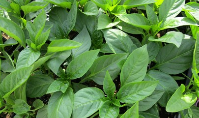 ピーマンの苗のアップ