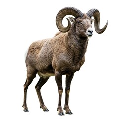 Majestic Bighorn Sheep Ram with Large Horns Profile View
