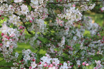 White and pink blossom on an apple tree in spring
