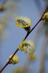 Blooming willow © Светлана Калинина