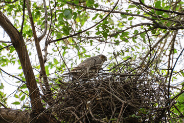 A female Eurasian sparrowhawk (Accipiter nisus) sits on a nest made of branches in a tall tree in spring and warily looks at the camera.