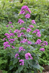 Obraz premium Pink honesty or lunaria annua flowers
