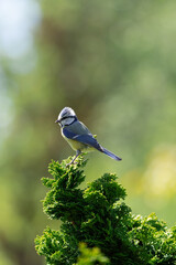 Blue tit