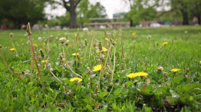 Multiple weeds in big grass field and garden plague a city park nature landscape in close up, full of white and yellow dry dandelions on a bright and warm spring day in the United States
