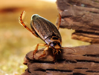 Adult Diving Beetle (Rhantus sericans) underwater, sitting on a dead log, macro close-up. 