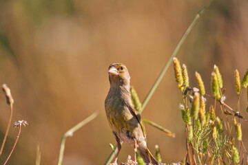 verderón europeo o verderón común​ (Chloris chloris)​ posado en un tronco	
