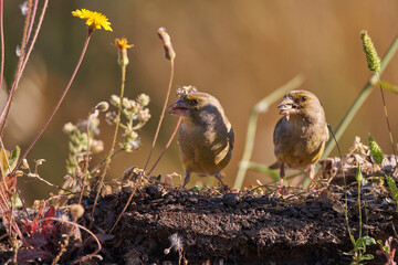 pareja de verderón europeo o verderón común​ (Chloris chloris)​ en el estanque del bosque	