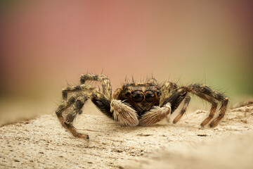 araña saltarina en macro extremo en primer plano 
