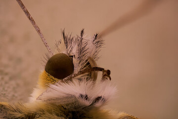 mariposa en primer plano en macro extremo 
