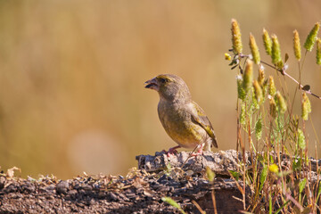 verderón europeo o verderón común​ (Chloris chloris)​ posado en un tronco	
