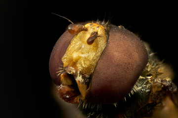 cabeza de mosca en primer plano en macro extremo