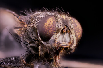 cabeza de mosca en primer plano en macro extremo