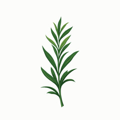 Obraz premium green herbal leaf illustration