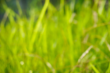 Green grass background
