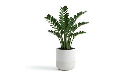 Obraz premium Succulent plant zamioculca variegata isolated on a white background