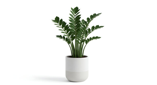 Succulent plant zamioculca variegata isolated on a white background