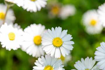 Fototapeta premium White daisies