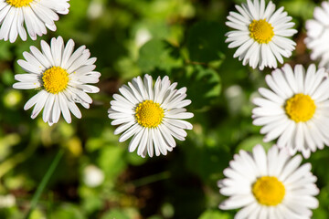 White daisies