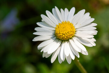 Obraz premium White daisies