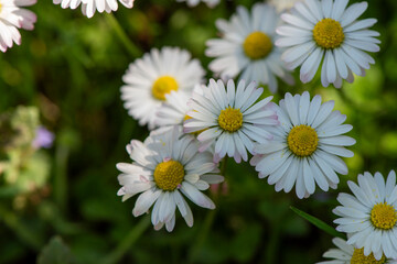 White daisies