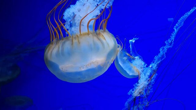 Beautiful big medusa swims underwater in aquarium