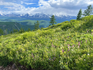 Picturesque mountain meadow with wildflowers and snow-capped peaks under a blue sky