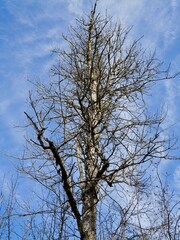 Died ash tree of Hymenoscyphus fraxineus, an ascomycete fungus that causes ash dieback, a chronic fungal disease of ash trees, European ash or common ash (Fraxinus excelsior). Gotland, Sweden