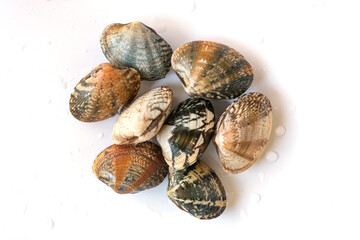 Clams on white background. Seafood.