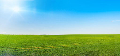 Panoramic natural landscape with green grass field, blue sky with clouds and sun rays on summer day with curved horizon line. Summer green grass field empty background. Element for design.