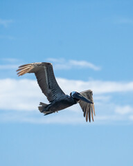 Pelican. Arecibo, Puerto Rico