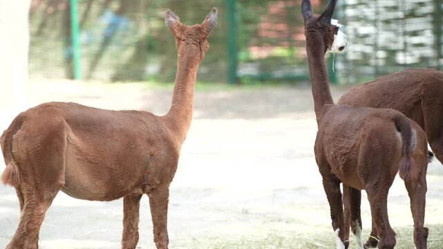 Five cute llamas in a zoo enclosure. Animal breeding - farming. Llamas enjoy a walk in the fresh air.