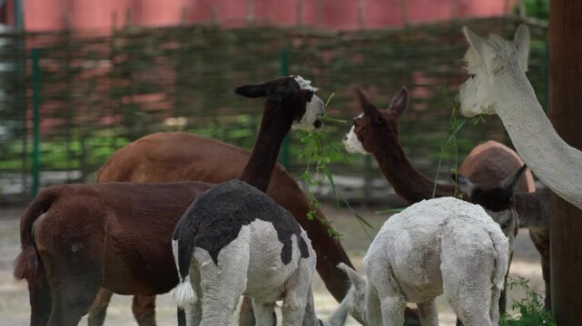 Five cute llamas in a zoo enclosure. Animal breeding - farming. Llamas enjoy a walk in the fresh air. Eating grass standing in a group.